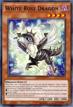 White Rose Dragon 「EN」
