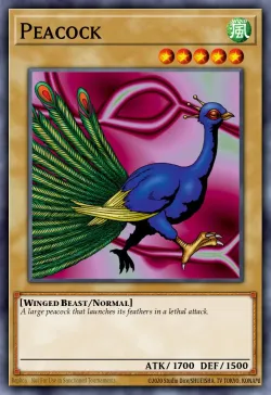 Peacock 「EN」