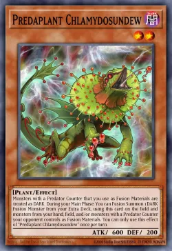 Predaplant Chlamydosundew 「EN」