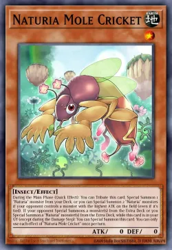 Naturia Mole Cricket 「EN」