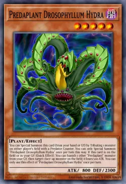 Predaplant Drosophyllum Hydra 「EN」